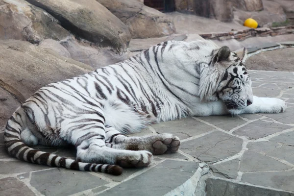 Close-up van het slapen witte tijger op rots — Stockfoto