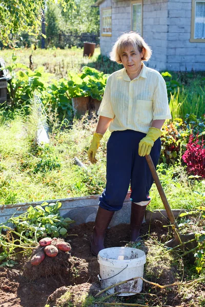 Зрелая женщина в собственном саду с кучей свежей картошки — стоковое фото