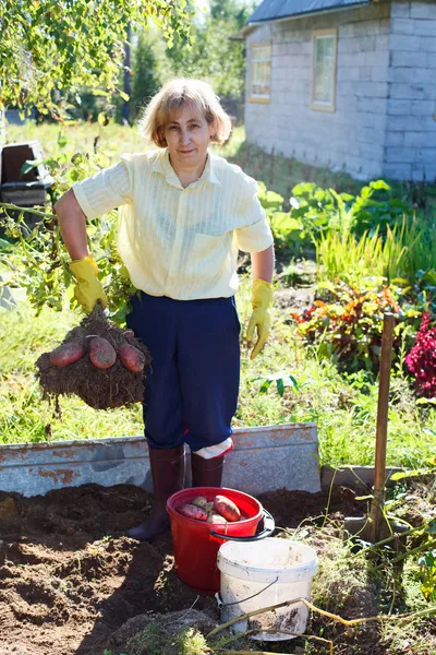 Зріла жінка у власному саду тримає купу свіжої збиральної картоплі — стокове фото