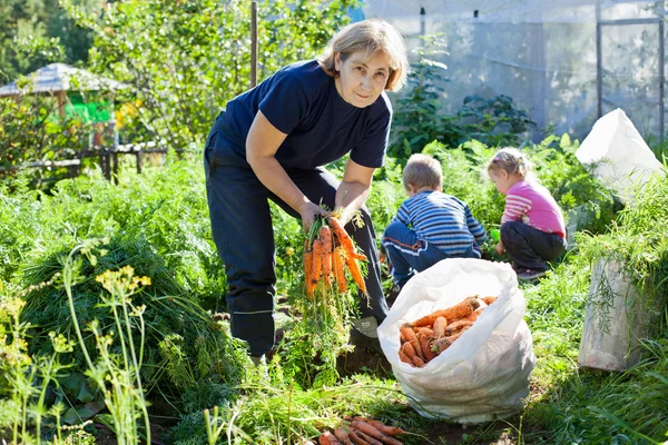 Зріла жінка в саду з маленькими дітьми збирає моркву — стокове фото