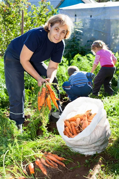 Mujer madura en el jardín con niños recogiendo la zanahoria —  Fotos de Stock