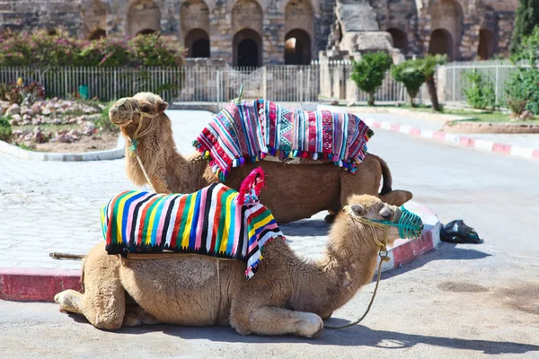 Wielbłądy na konna turystów na szlaku do starożytnego amfiteatru w el djem, Tunezja — Zdjęcie stockowe