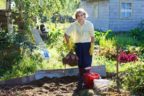 신선한 따기 감자의 무리와 함께 자신의 정원에서 성숙한 여 인 — 스톡 사진