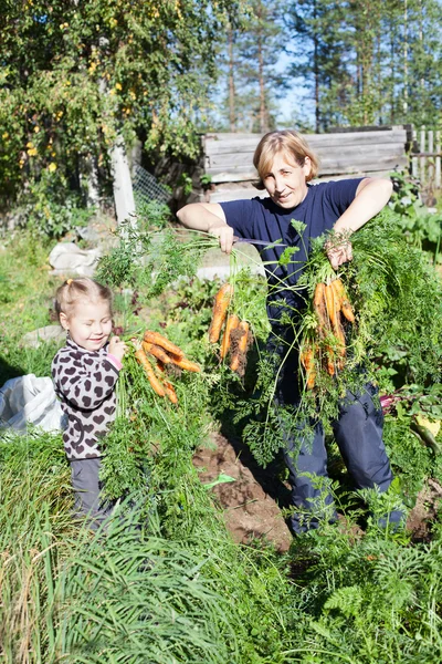 Mujer madura en jardín con hija pequeña recogiendo la zanahoria —  Fotos de Stock
