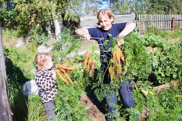 Reife Frau im Garten mit kleinem Kind, das die Karotte pflückt — Stockfoto