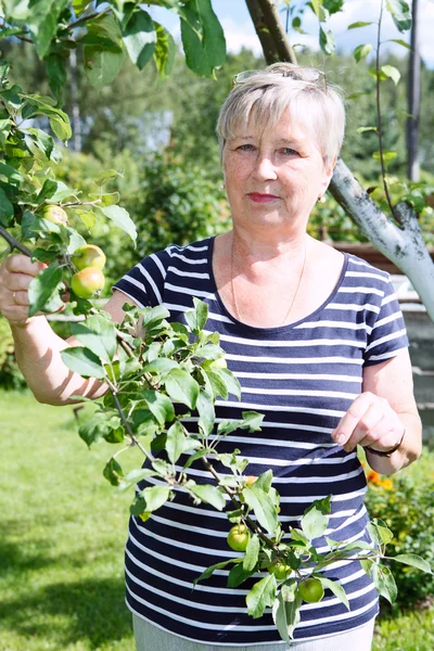Senior adult female standing near apple-tree with green apples brunch — Stock Photo, Image