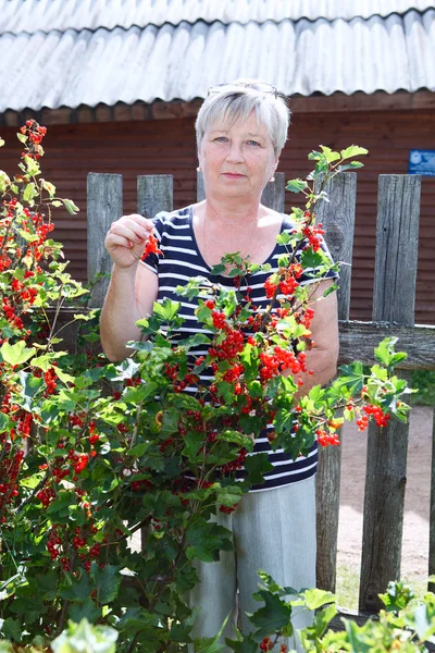 Старша жінка у власному саду стоїть біля кущів червоної смородини з ягодами — стокове фото