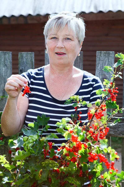 Mujer mayor en su propio jardín comiendo grosellas rojas bayas del almuerzo —  Fotos de Stock