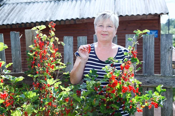 Старша доросла жінка у власному саду стоїть біля кущів червоної смородини з ягодами — стокове фото