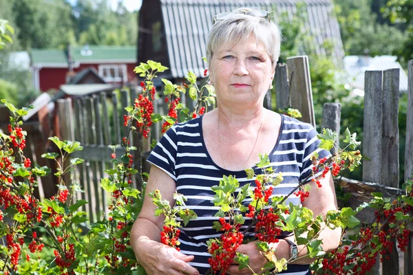 Senior woman in garden showing brunch of red currants berries — Stock Photo, Image