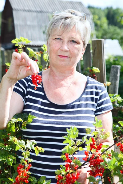 Starszy kobieta w brunch własny ogród Wyświetlone jest porzeczki czerwone jagody — Zdjęcie stockowe