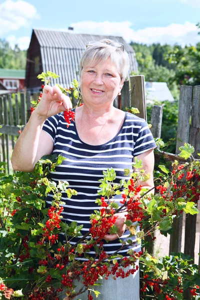 Mature adult woman in own garden with brunch of red currants berries — Stock Photo, Image