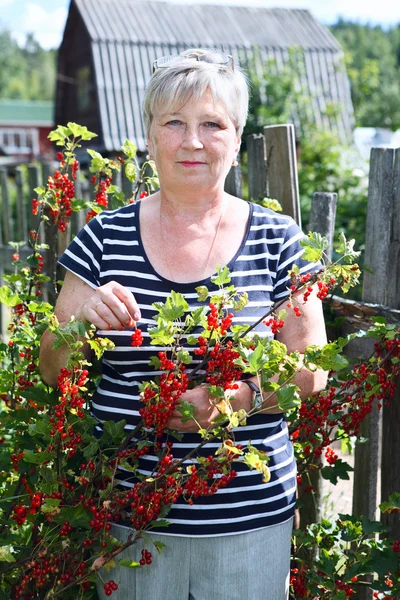 Senior woman in own garden with brunch of red currants berries — Stock Photo, Image