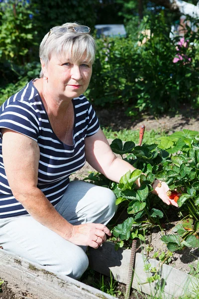 Volwassen volwassen vrouw toont rode aardbeien geteeld op tuin — Stockfoto