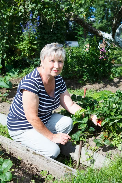 Старша доросла жінка, що показує червону полуницю, вирощену на саду — стокове фото