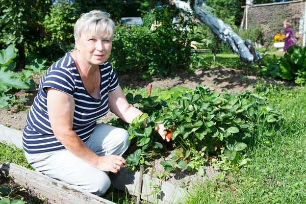 Ανώτερος ενήλικης γυναίκας που κατέχουν κόκκινο φράουλες για κολατσιό — Φωτογραφία Αρχείου