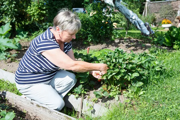 Mulher sênior reunindo vermelhos morangos cultivados no brunch — Fotografia de Stock