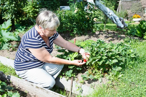 Senior adult woman gathering red strawberries cultivated on brunch — Stock Photo, Image