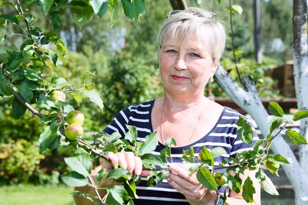 Mature adult woman standing near apple-tree with green apples brunch — Stock Photo, Image