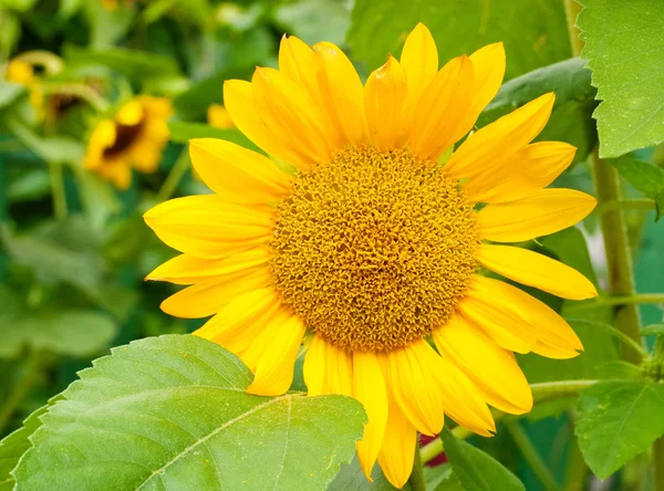 stock image Beautiful sunflower on the field