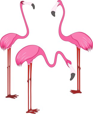 üç farklı güzel pembe flamingolar