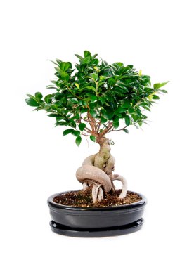 Bonsai Ağacı