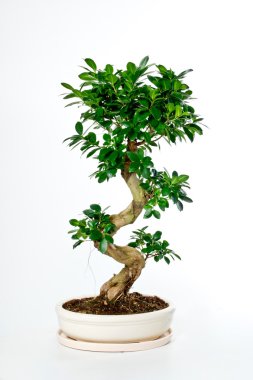 Bonsai Ağacı