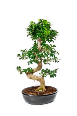 Bonsai Ağacı