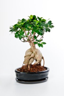 Bonsai Ağacı