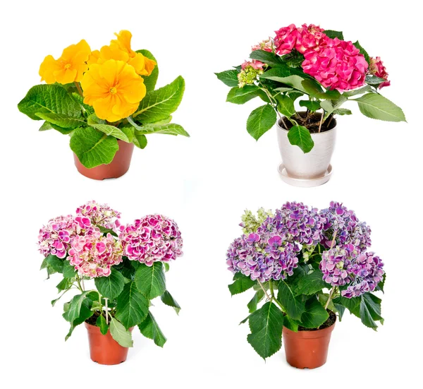 stock image Set of indoor plants