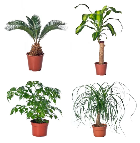 Set di piante da interno — Foto Stock