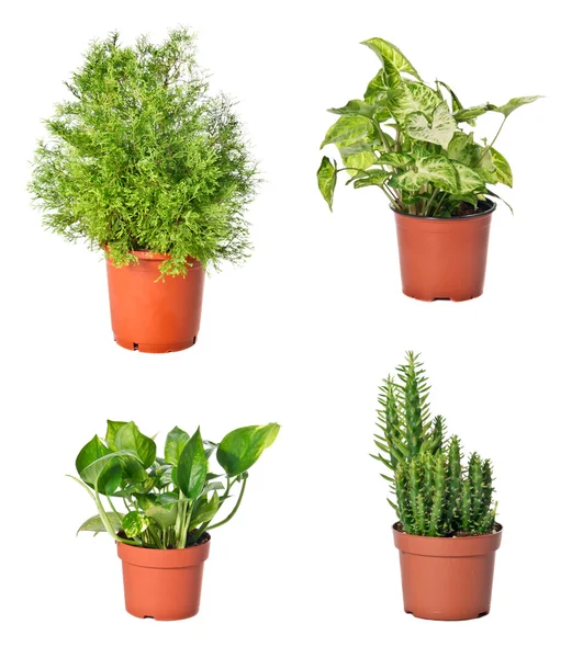 Sada pokojových rostlin — Stock fotografie