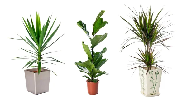 Set of indoor plants — Stock Photo, Image