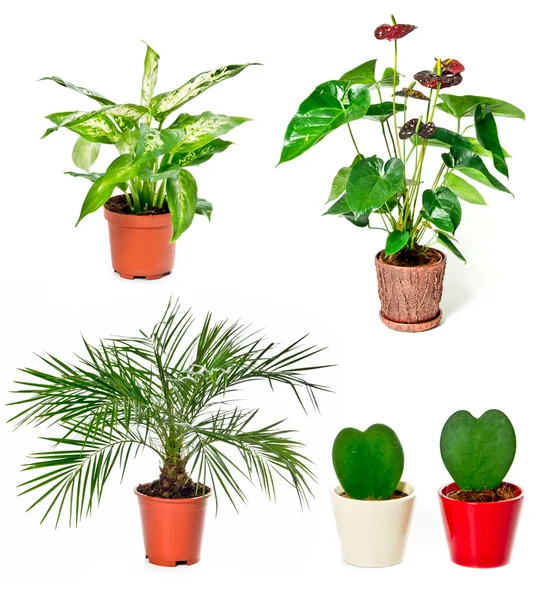 Zestaw rośliny rosnące w pomieszczeniach — Zdjęcie stockowe