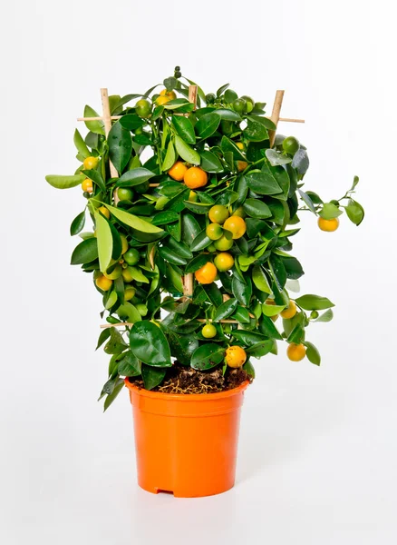 Mały krzew mandarynka — Zdjęcie stockowe