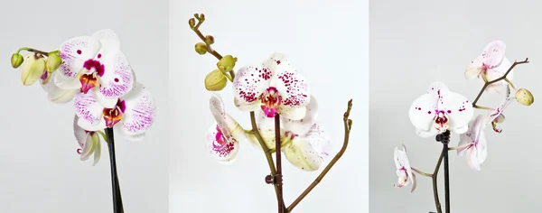 Orchid квіти — стокове фото