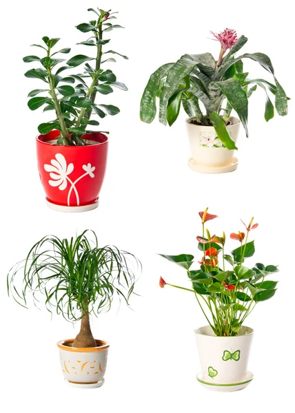 실내 식물의 세트 — 스톡 사진