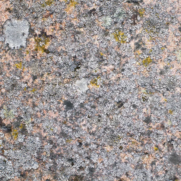 Moss sobre pedra de granito — Fotografia de Stock