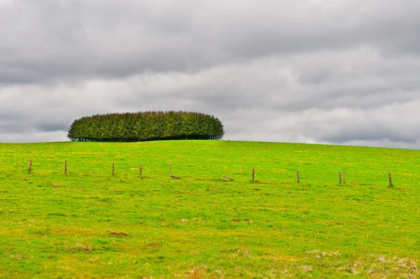 Pasture in de Ardennen — Stockfoto