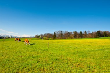 Pasture in Switzerland clipart