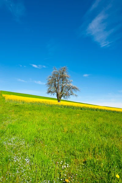 Bloeiende boom — Stockfoto