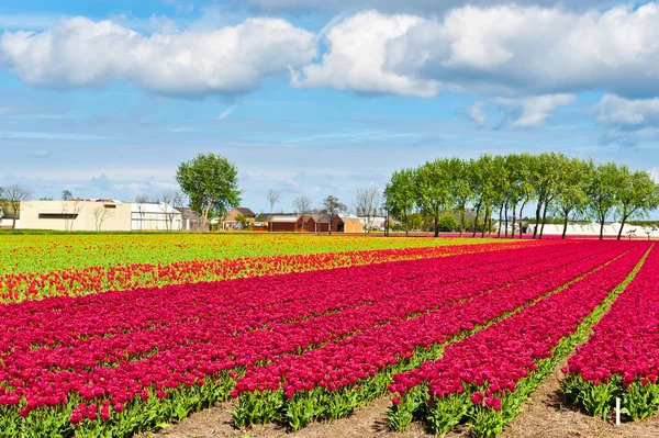 Dutch Tulips — Stock Photo, Image