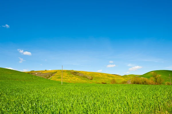 绿色的田野 — 图库照片