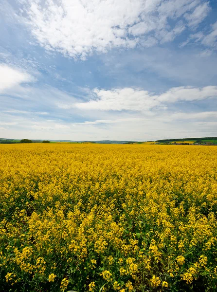 Gele velden — Stockfoto
