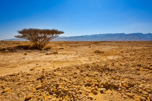 stock image Tree in Desert