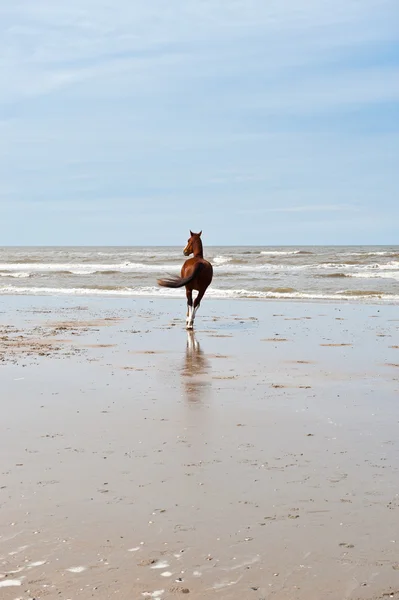 Einsames Pferd — Stockfoto