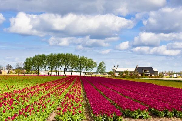 Holenderskie tulipany — Zdjęcie stockowe