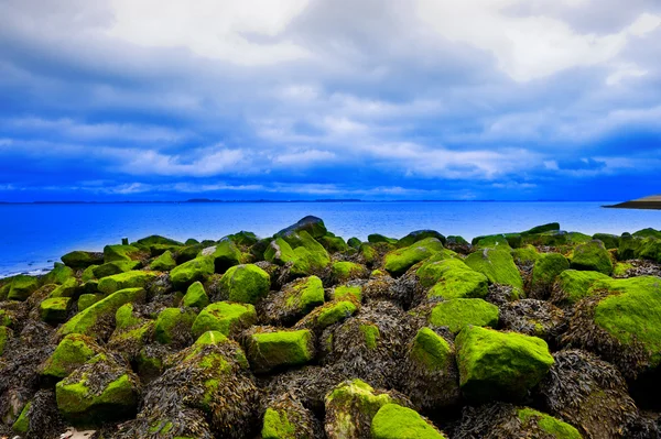 Yeşil algler — Stok fotoğraf