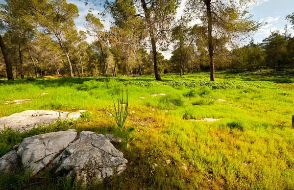 stock image Flexible Trees