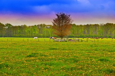 Cows and Horses clipart